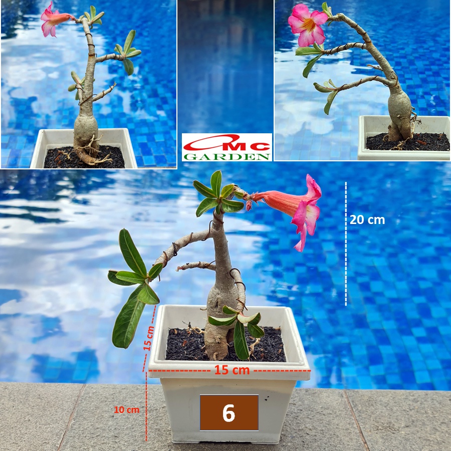 Tanaman Hias Bonsai Adenium Arabicum Obesum Kamboja Jepang B-KJ-008