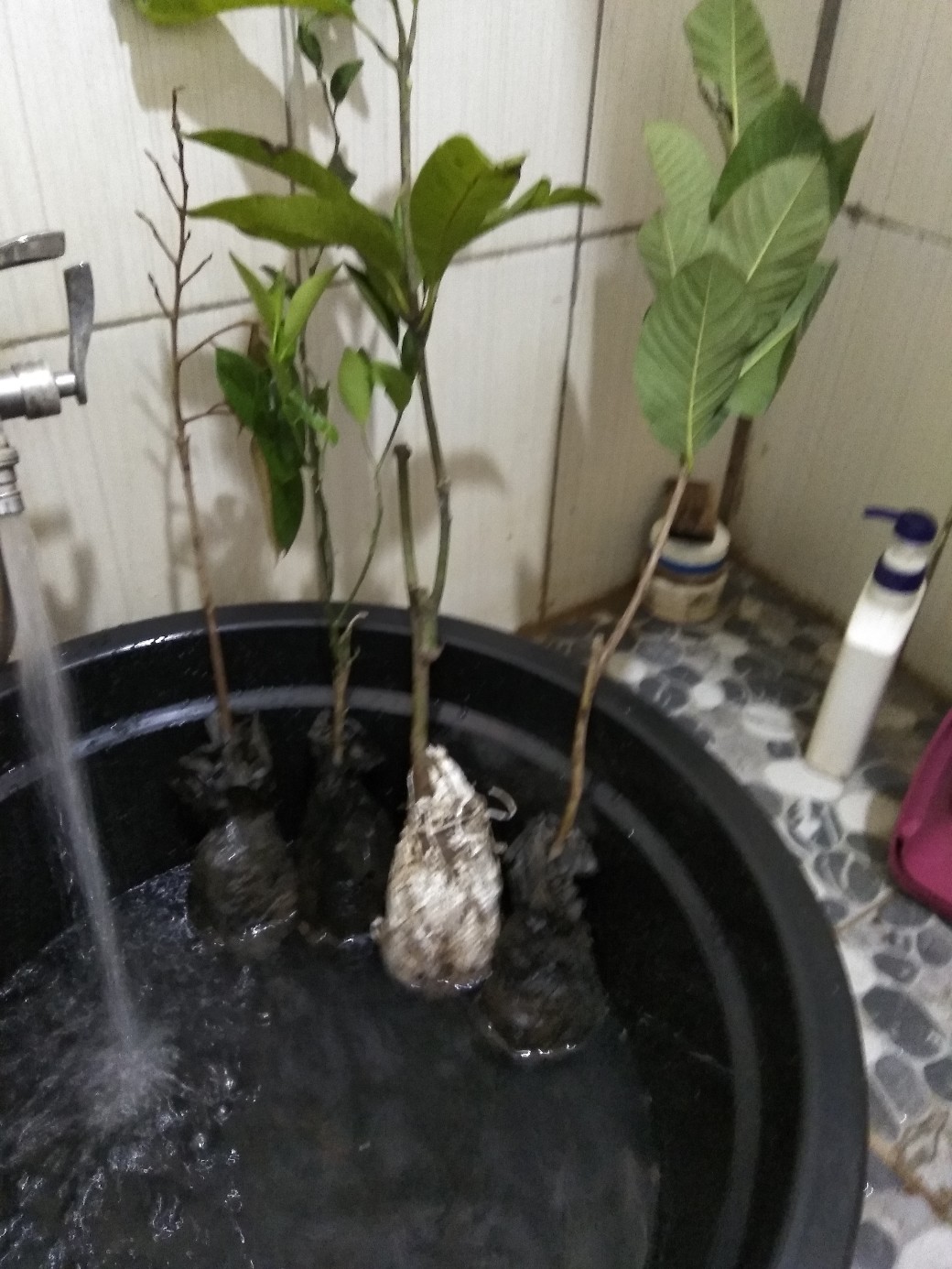 Bibit Jambu Kristal Putih