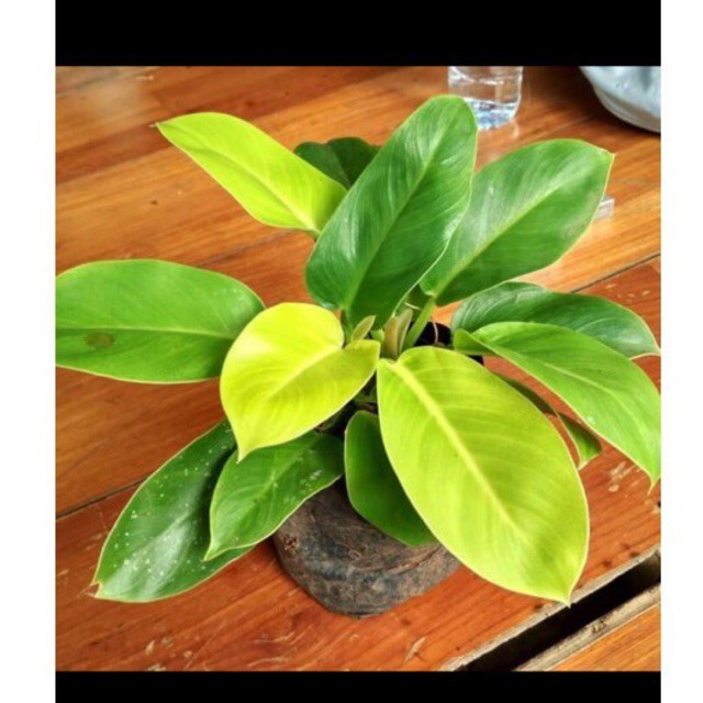 tanaman hias phillo dendron lemon / tanaman hias phillo dendron lemon murah