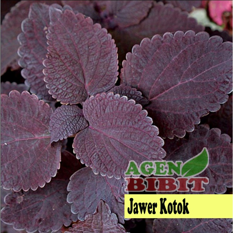 10 Manfaat Daun Miana Untuk Kesehatan