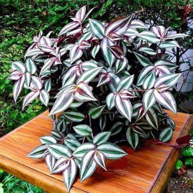 Tradescantia zebra - Tanaman hias bunga gantung Tradescantia Zebrina Zebra Krout