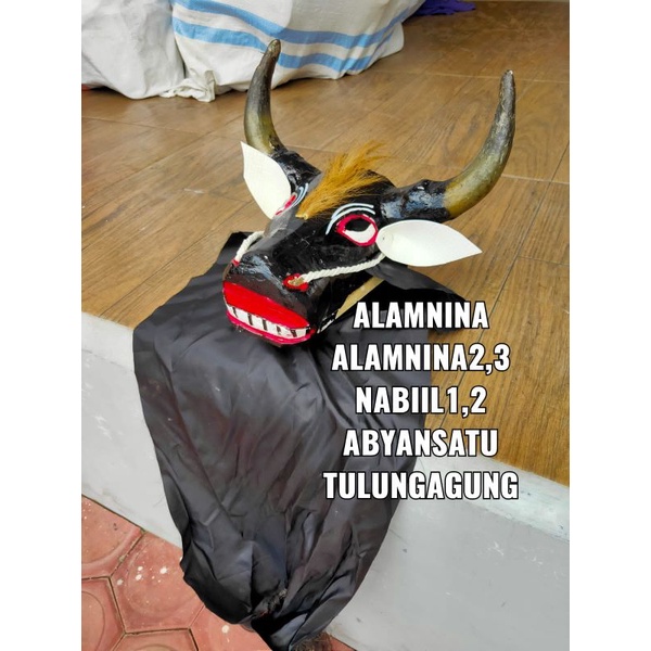 banteng Bantengan tanduk asli