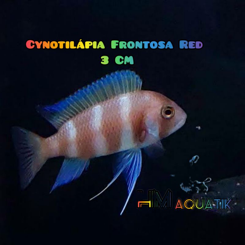 Cynotilápia Frontosa Red