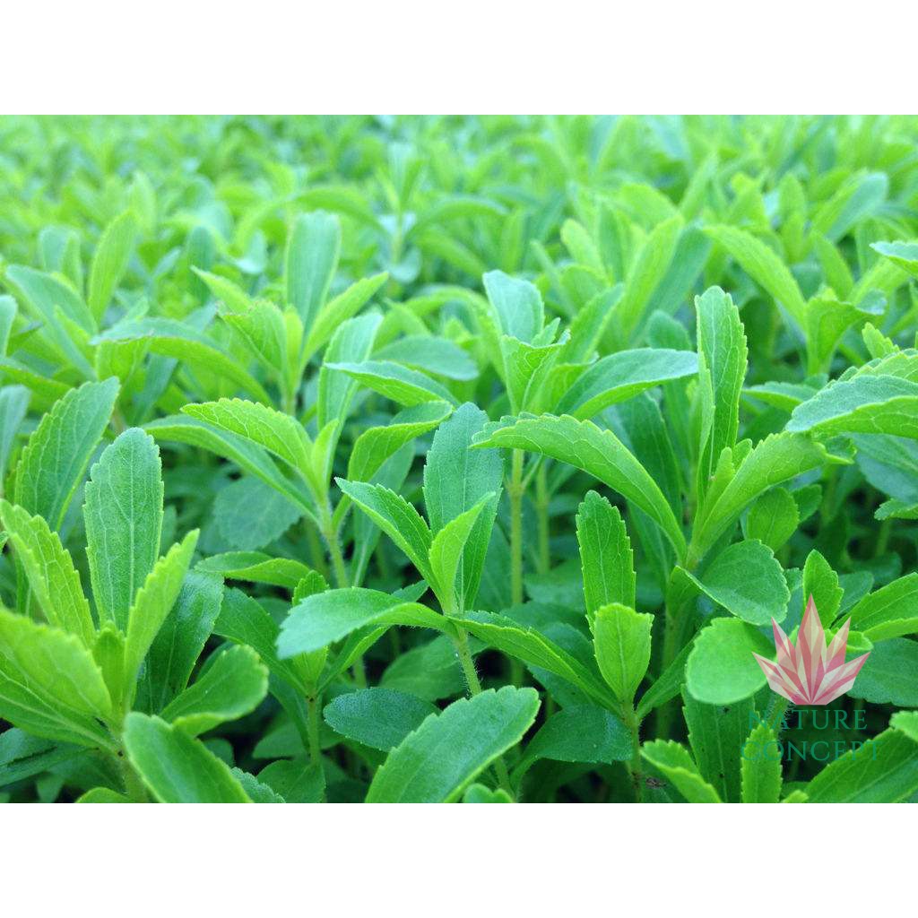 Gula Stevia Asli bentuk Daun Kering Diet Sehat 0 kalori