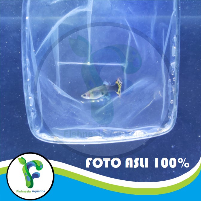 Ikan Hias Aquascape Guppy Big Ear Betina/Guppy Big Ear Female