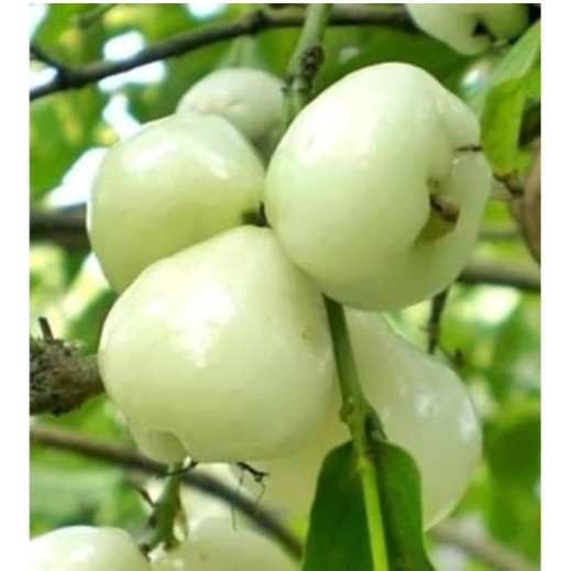 Bibit Jambu Air Camplong