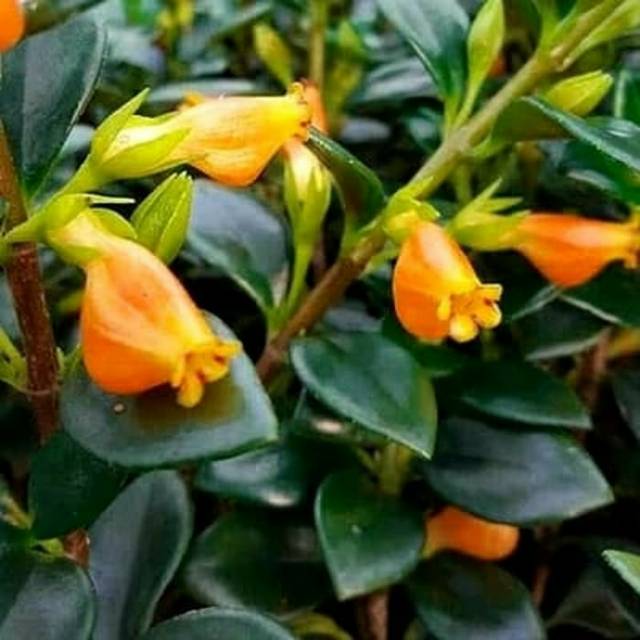 Tanaman Gantung Bunga Lipstik Orange