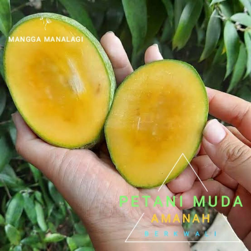 bibit mangga manalagi batang jumbo