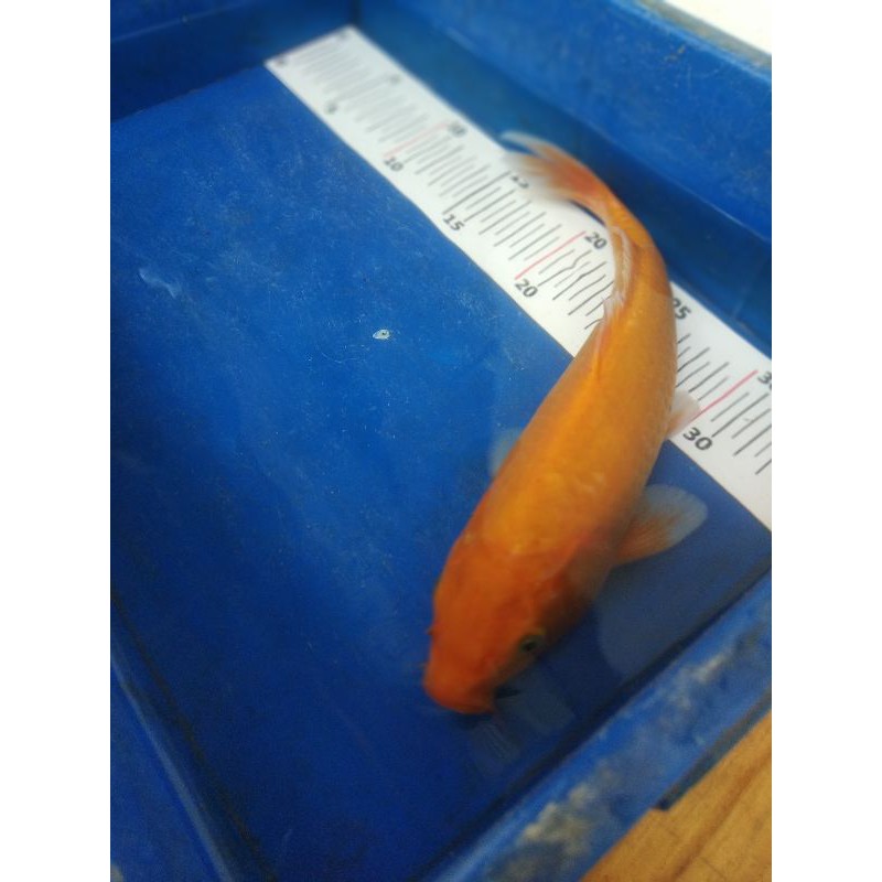 Ikan Koi jenis midori caramel size 25cm