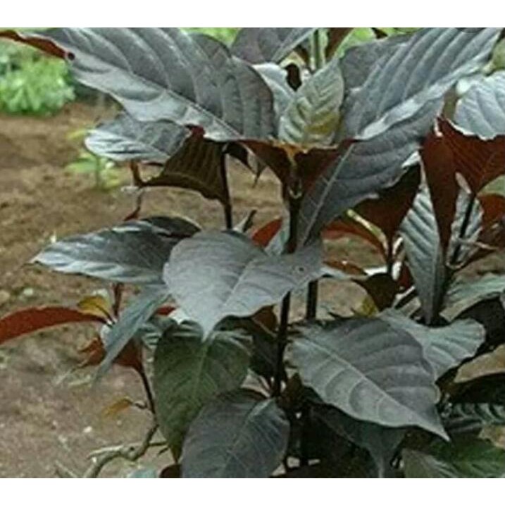 

25 Lembar - Daun Handeleum Handeuleum Daun Ungu untuk Wasir Ambeien Ambeyen