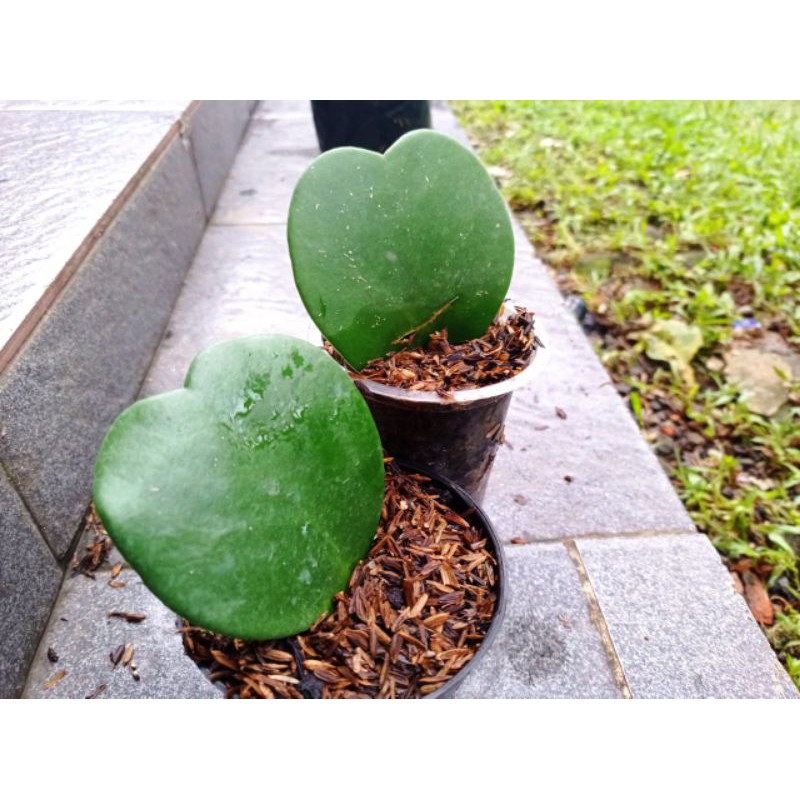 Hoya Kerii Love - Tanaman Hias