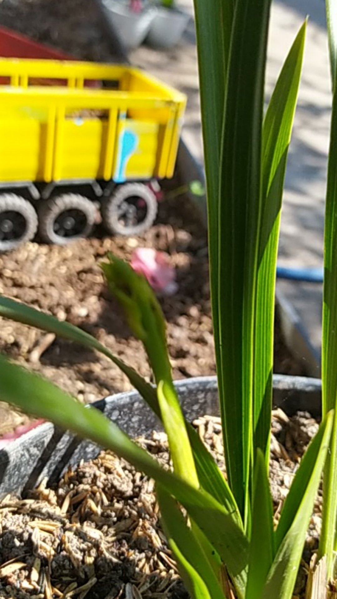 Anggrek Cymbidium Golden Boy