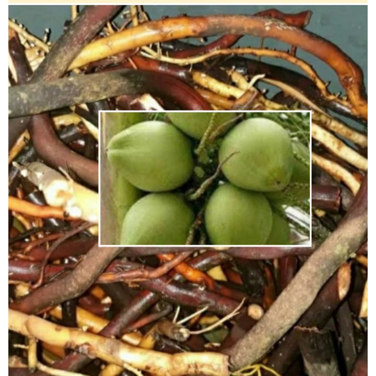 

Akar kelapa iju segar per gram
