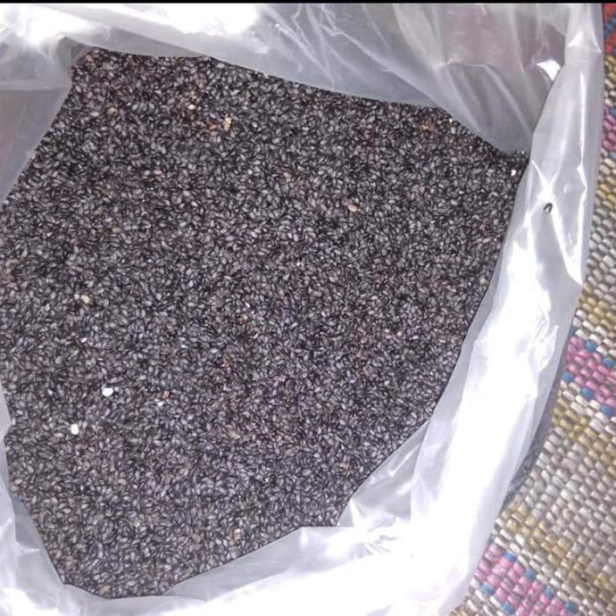 100 Gr Biji Benih Sayur Kemangi Siap Tebar Pky