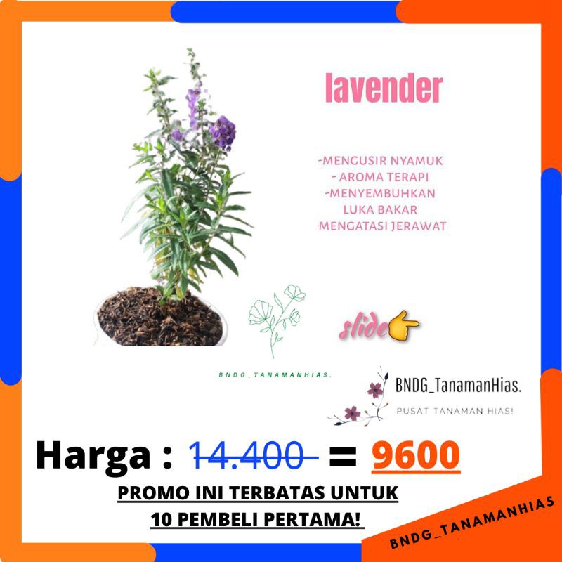 PROMO TANAMAN HIAS/HERBAL BUNGA LAVENDER/ANGELONIA SUPER ASLI ANTI NYAMUK | TERMURAH