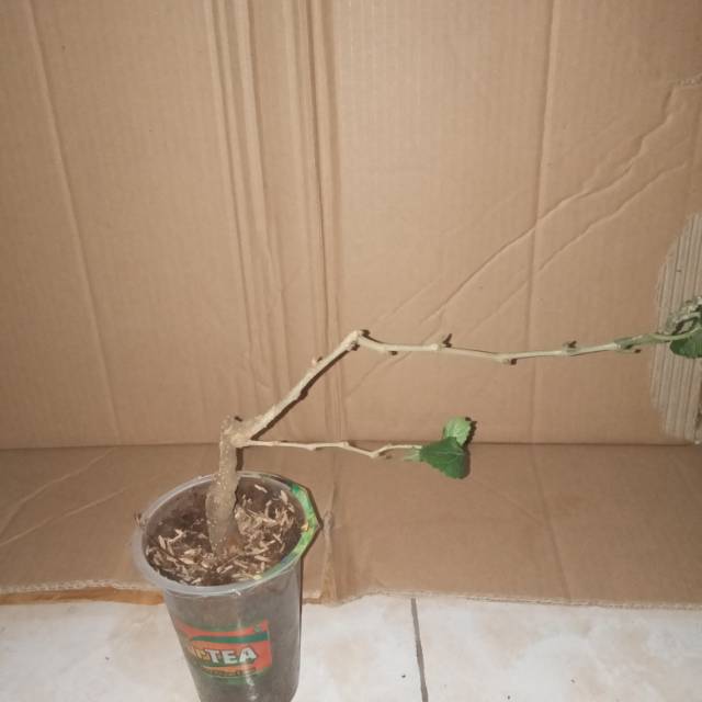 Bahan Bonsai Moni Pohon Murbei