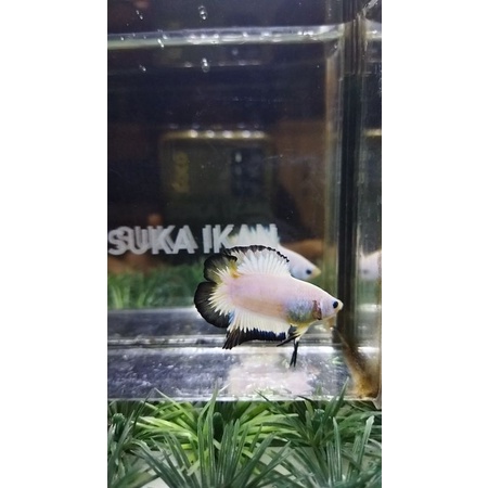 CUPANG JACKPOT PLAKAT DOUBLE TAIL/PKDT  BLACK RIM 100%REALPICT