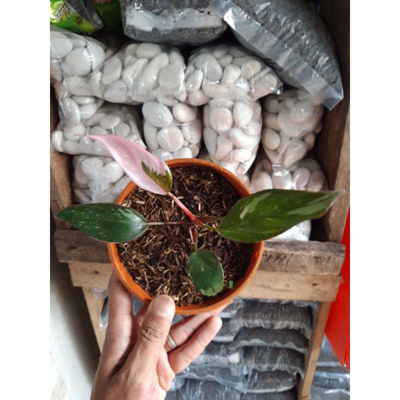 philo pink princes ori lokal