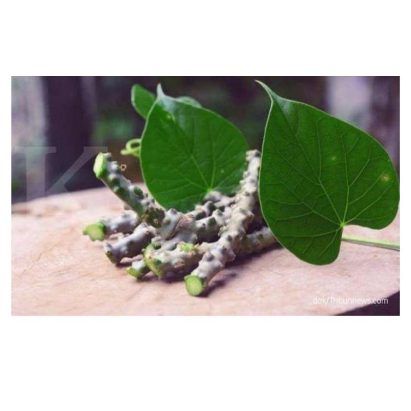 

batang batrawali herbal murah