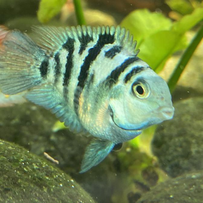 Best Produk] Ikan Blue Polar Atau Parrot Panda