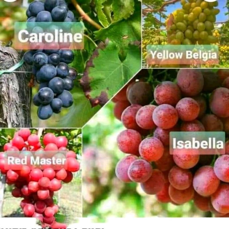 Bibit anggur 1 paket berisi 4 jenis bibit anggur (4 jenis anggur super cepat berbuah)