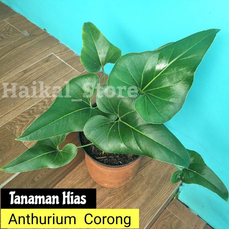 Tanaman Hias anthurium corong - tanaman anthurium corong