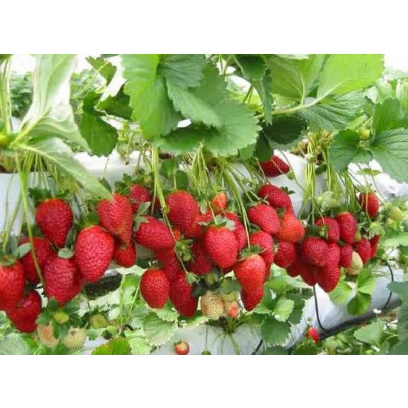 bibit buah stroberi