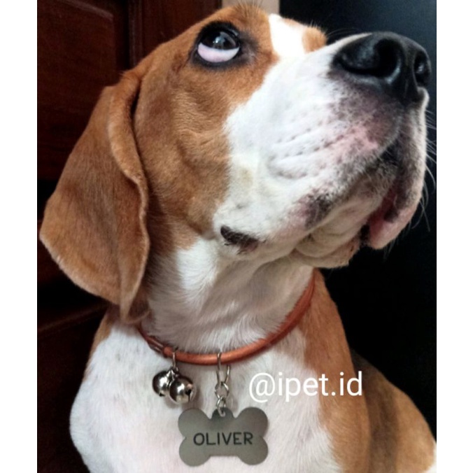 KALUNG ANJING TAG LOGAM CUSTOM NAMA DUA SISI KULIT ASLI by iPet