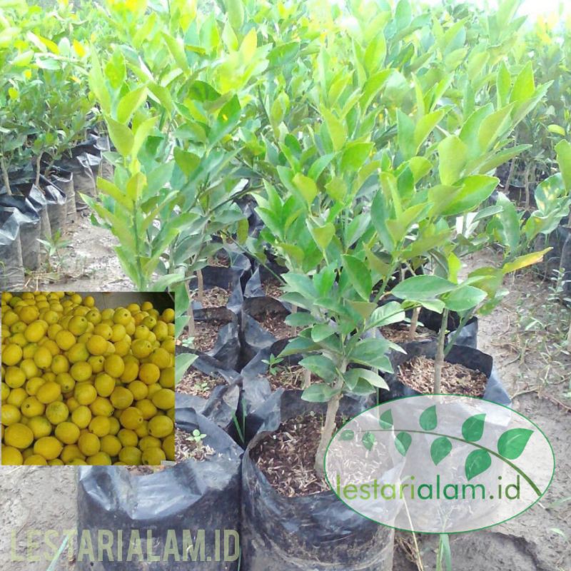 Bibit pohon buah jeruk lemon California bibit jeruk lemon