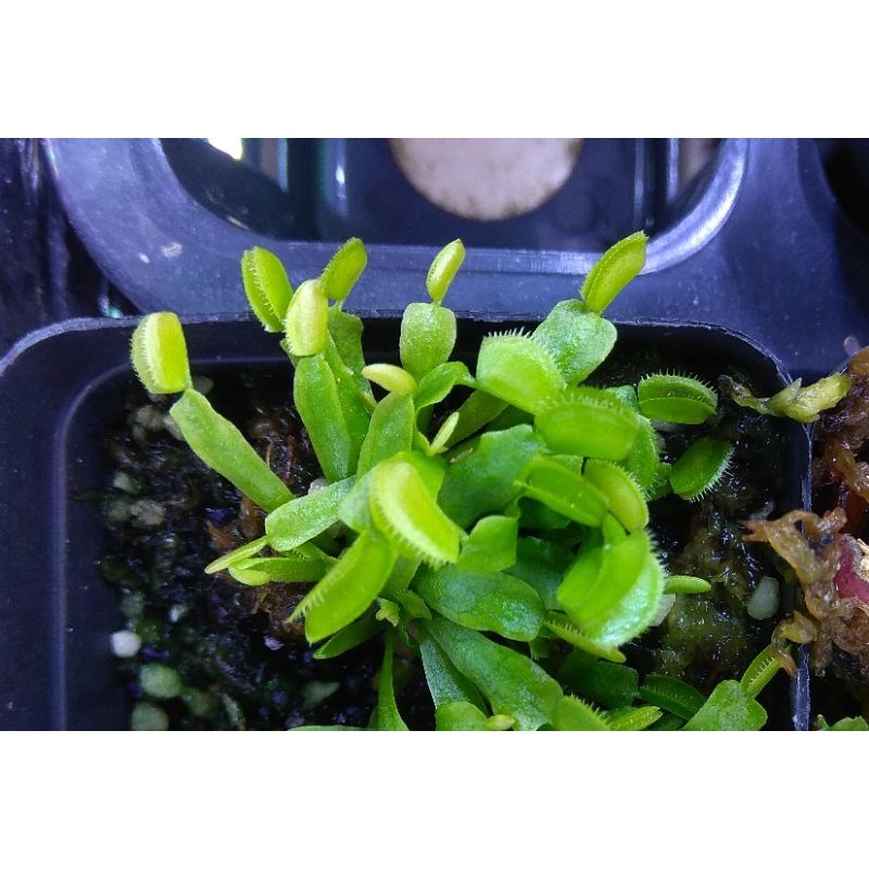 Tanaman Venus Flytrap Microdent Rumpun