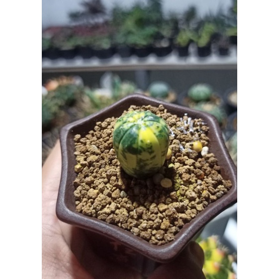 Kaktus astro varigata dari biji caktus kactus cactus tanaman hias tanaman unik