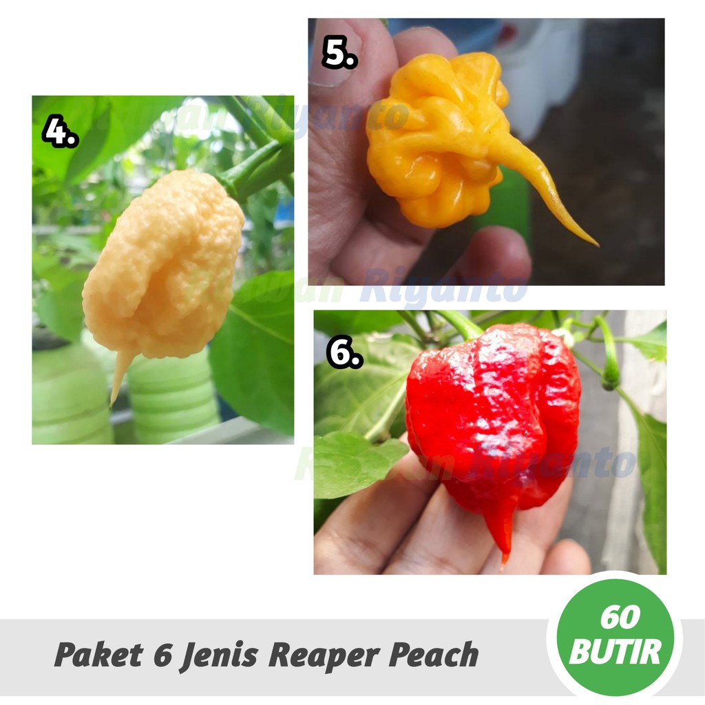 PAKET 6 Jenis BIJI Benih Cabai CAROLINA REAPER Series Cabe Terpedas Nomor 1 di Dunia