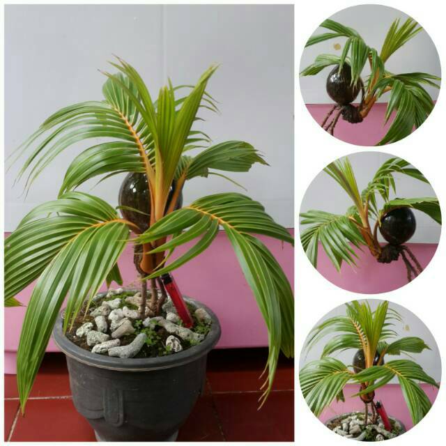 Bonsai kelapa gading orange