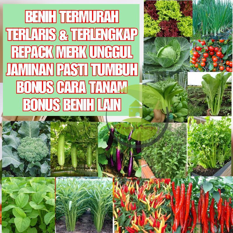 Benih Sayuran Unggul Ratusan Benih Sayur Benih Bibit Sayuran