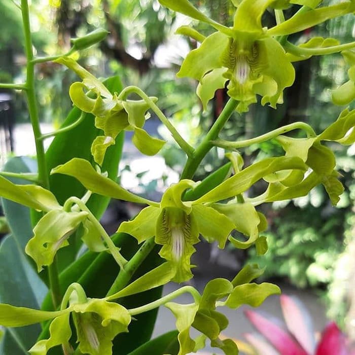 Dendrobium Caesar green