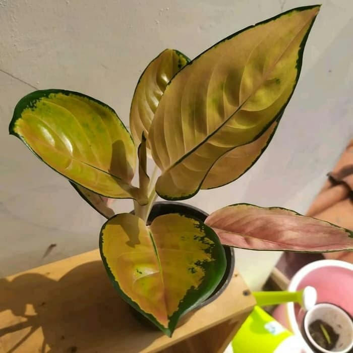 tanaman hias Aglonema Sultan Brunei - aglonema cantik dan langka