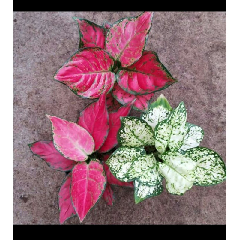 paket 3 tanaman hias aglonema dud anjamani,dud white&red anjamani