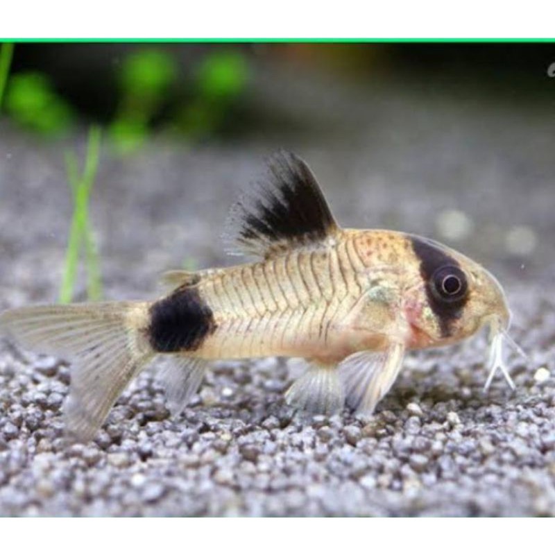 corydoras panda.