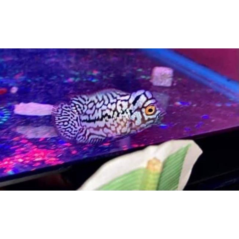 king kamfa f2 thailand