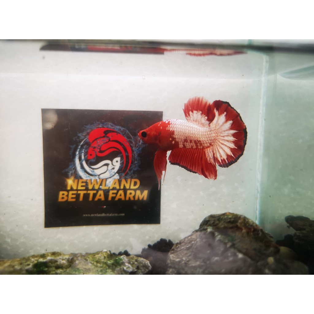 ikan hias cupang FCCP Red Head