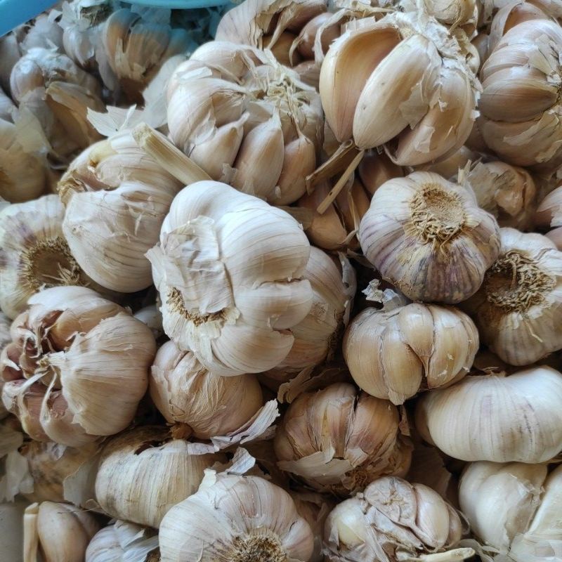 

Bawang putih