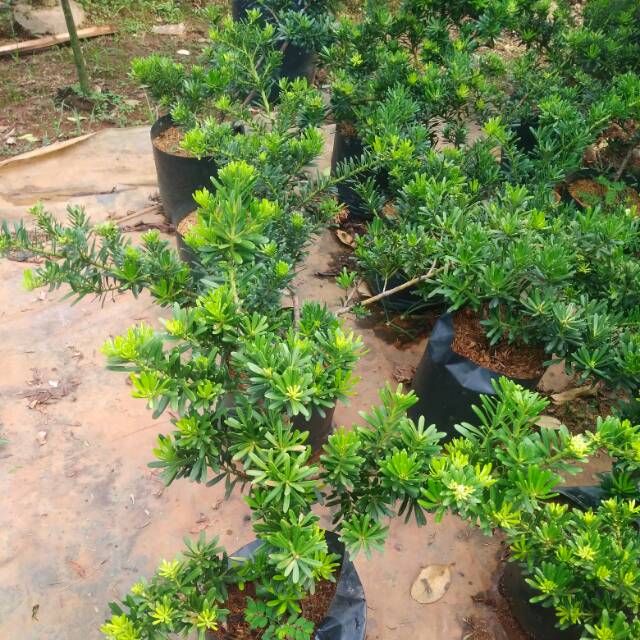 Bahan Bonsai Lohansung Sinchuan - cincuan am taman