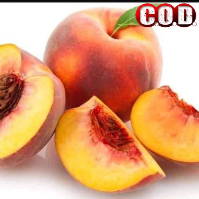 Bibit buah persik peach sugar holland