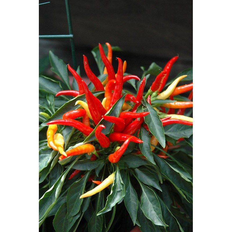 Benih Biji Cabe Medusa Red - Bibit Cabe Hias - Benih Tanaman Cabe - Bibit Cabe Medusa Merah - COD