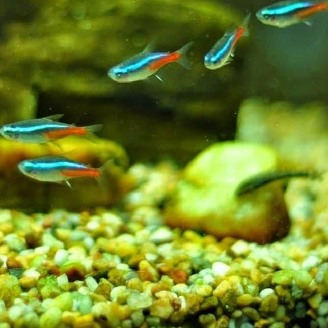 Oc Paket Ikan Hias Neon Tetra Isi 8 Ekor Shopee Indonesia