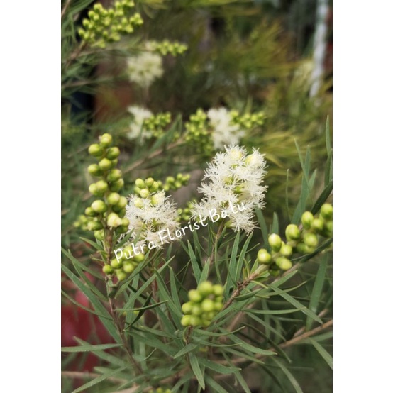 Bibit Tanaman Sikat Botol Putih