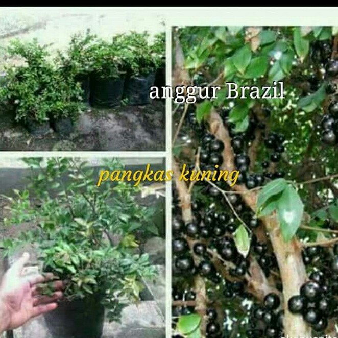 bibit anggur brazil anggur hitam buah menempel pada pohon bibit siap tanam