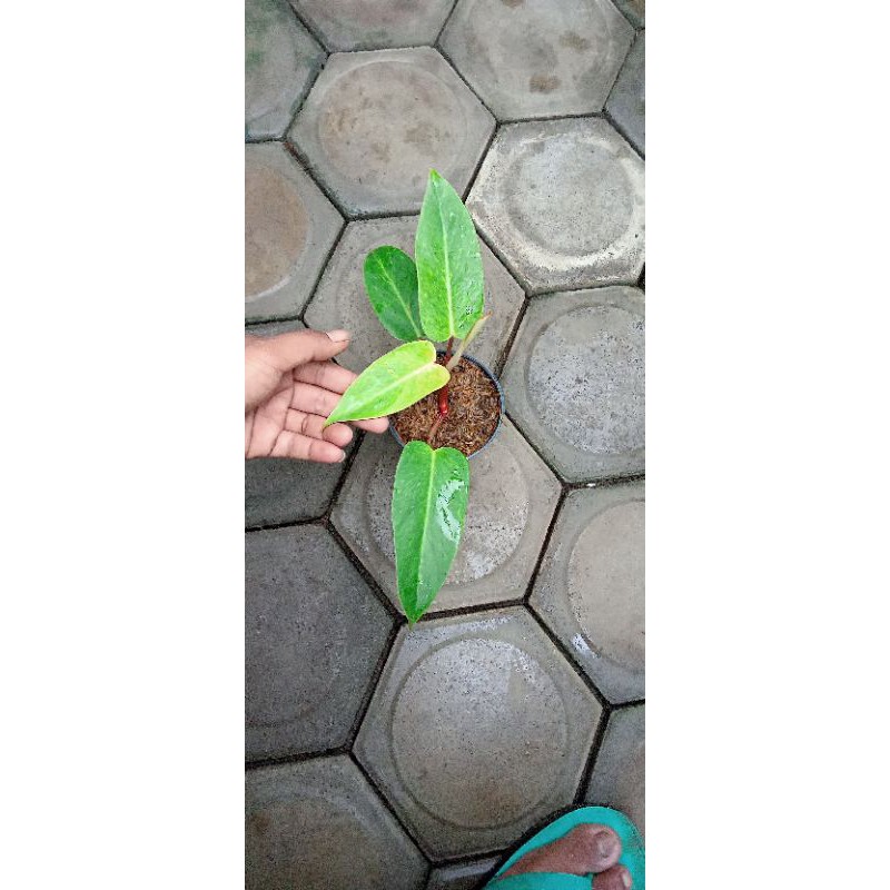 Philodendron Painted Lady