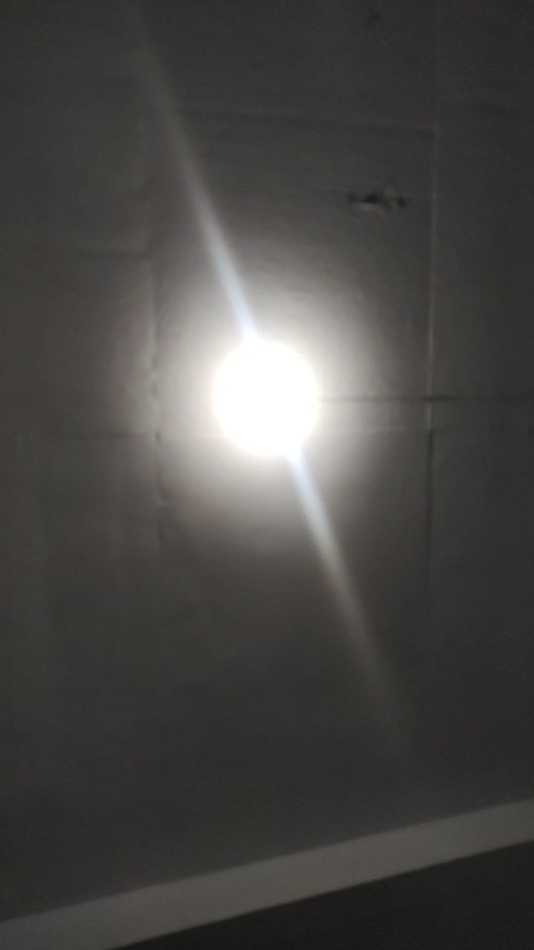 Daun Kering#sikas#mawar Jambe Original