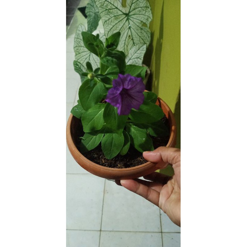 

petunia